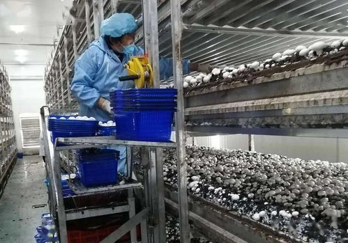 雙循環為企業發展注入雙核動力——技術開發的戰略路徑